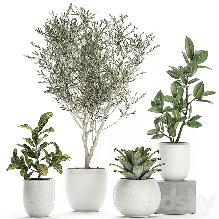 Collection of small ornamental plants in white pots with Olive tree ficus croton bromelia sapling. Set 676 3D Model Collection of small ornamental plants in white pots with Olive tree ficus croton bromelia sapling. Set 676 3D Model