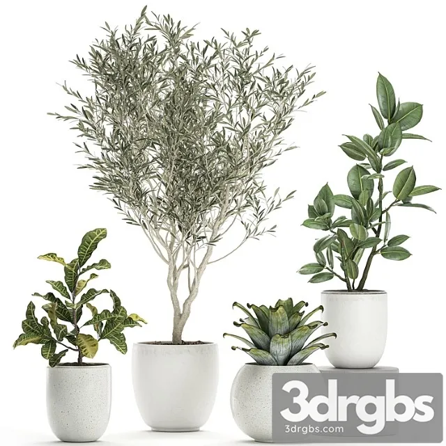 Collection of small ornamental plants in white pots with olive tree, ficus, croton, bromelia, sapling. set 676 Collection of small ornamental plants in white pots with olive tree, ficus, croton, bromelia, sapling. set 676