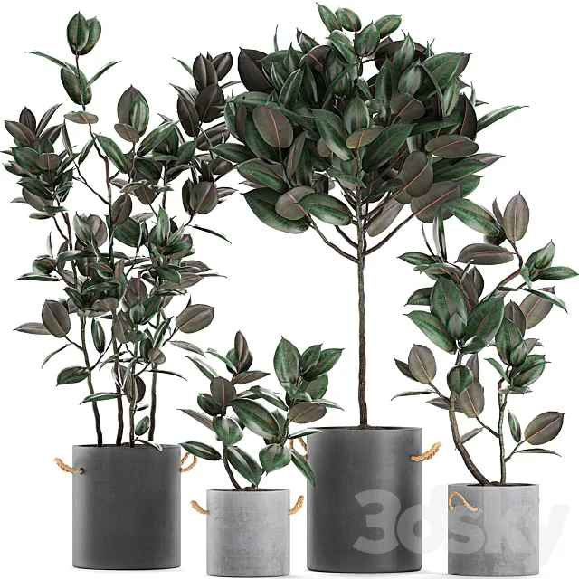 Collection of small ornamental trees in concrete black pots with handles ficus elastica abidjan. Set 604. 3D Model Collection of small ornamental trees in concrete black pots with handles ficus elastica abidjan. Set 604. 3D Model