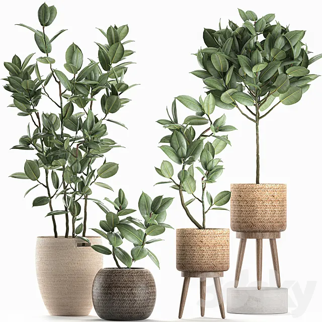 Collection of small ornamental trees in rattan baskets on legs with ficus elastic. Set 606. 3DModel Collection of small ornamental trees in rattan baskets on legs with ficus elastic. Set 606. 3DModel