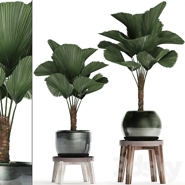 Collection of small palm plants in modern stylish round pots with flower stand and Liquala. luxury. Set 453. 3DModel