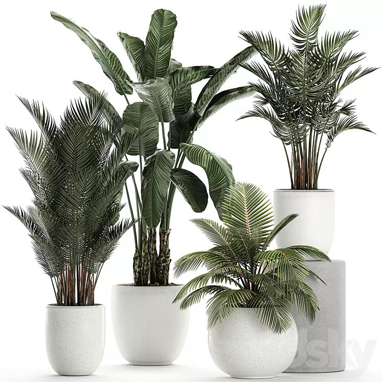 Collection of small palm plants in white pots with banana palm hovea coconut strelitzia. Set 674. 3D Model Collection of small palm plants in white pots with banana palm hovea coconut strelitzia. Set 674. 3D Model