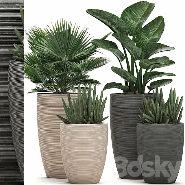 Collection of small plant flowers in modern pots with fan palm strelitzia sansevieria cylindrical. Set 498. 3D Model Collection of small plant flowers in modern pots with fan palm strelitzia sansevieria cylindrical. Set 498. 3D Model