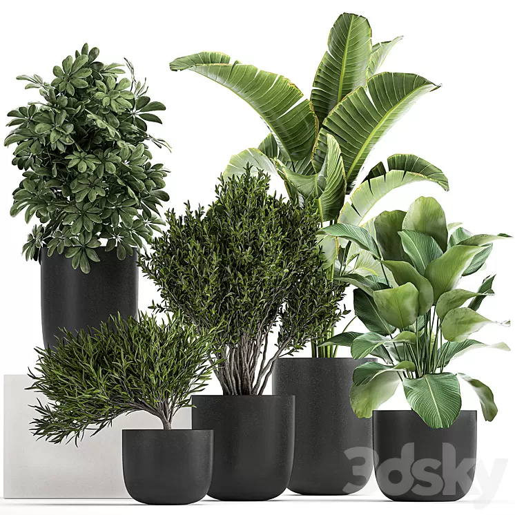 Collection of small plants and trees in black pots with Banana palm Calathea lutea bush Scheffler. Set 804 3D Model Collection of small plants and trees in black pots with Banana palm Calathea lutea bush Scheffler. Set 804 3D Model