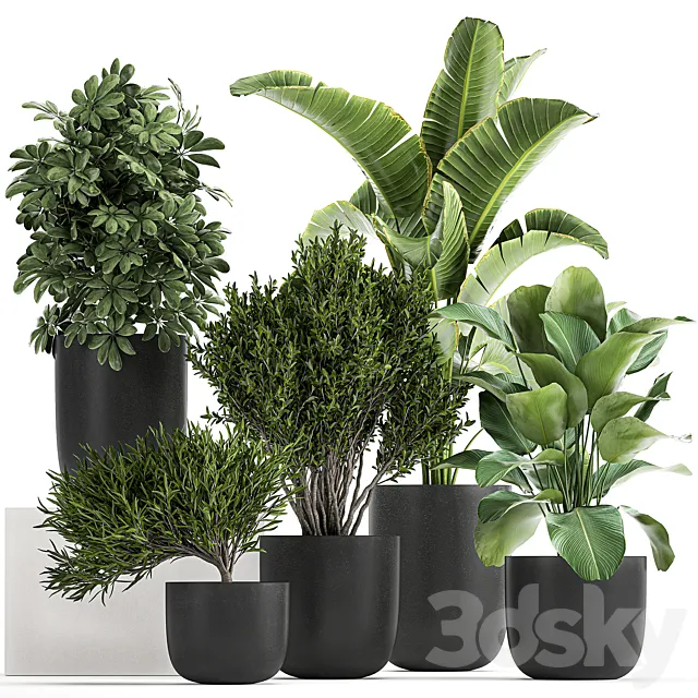 Collection of small plants and trees in black pots with Banana palm. Calathea lutea. bush. Scheffler. Set 804 3DModel