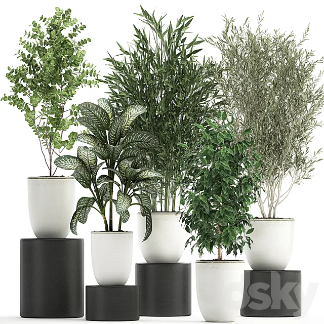 Collection of small plants and trees in white pots with Bamboo Olive Ficus Benjamin Dieffenbachia. Set 819. 3D Model