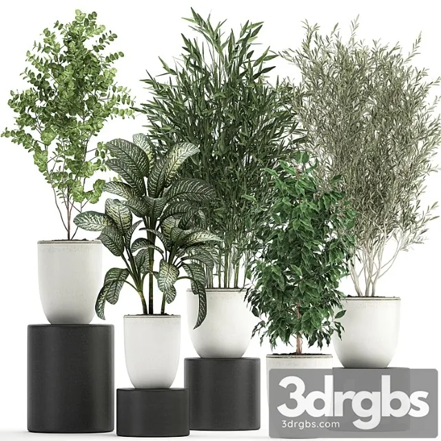 Collection of small plants and trees in white pots with bamboo, olive, ficus benjamin, dieffenbachia. set 819. Collection of small plants and trees in white pots with bamboo, olive, ficus benjamin, dieffenbachia. set 819.