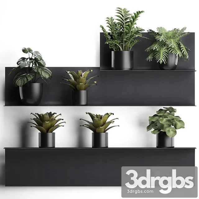 Collection of small plants black metal shelf with flowers in pots with monstera, zamiokulkas, chlorophytum, philodendron, bromelia, loft. set 49. Collection of small plants black metal shelf with flowers in pots with monstera, zamiokulkas, chlorophytum, philodendron, bromelia, loft. set 49.