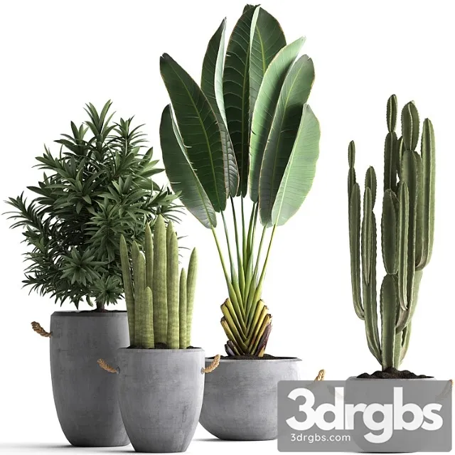 Collection of small plants in black concrete pots from ravenala, concrete flowerpot, cereus, cactus, oleander. set 434. Collection of small plants in black concrete pots from ravenala, concrete flowerpot, cereus, cactus, oleander. set 434.