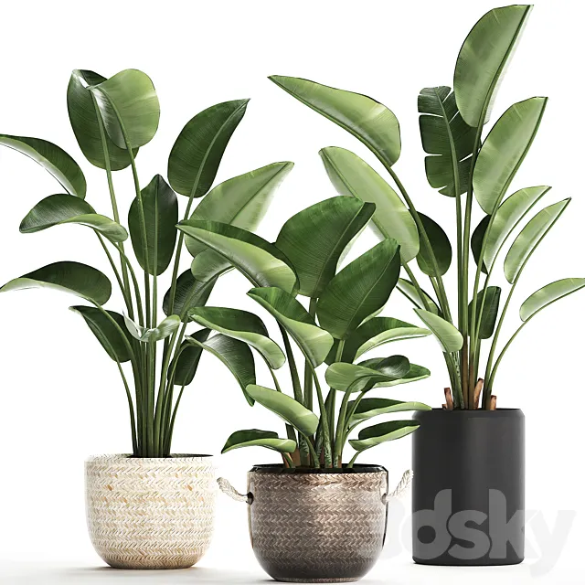 Collection of small plants in black modern pots baskets with Banana palm. Strelitzia. Set 445. 3DModel