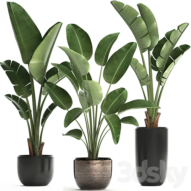 Collection of small plants in black modern pots with Banana palm. Strelitzia. Set 444. 3DModel