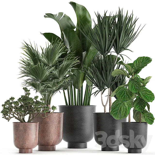 Collection of small plants in black pots Ficus lirata Dracaena fan palm Crassula. Set 836. 3D Model