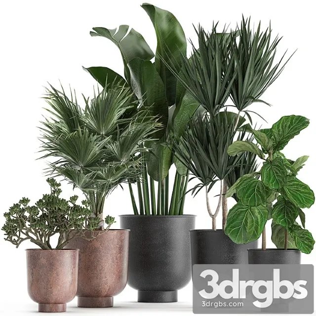 Collection of small plants in black pots ficus lirata, dracaena, fan palm, crassula. set 836. Collection of small plants in black pots ficus lirata, dracaena, fan palm, crassula. set 836.