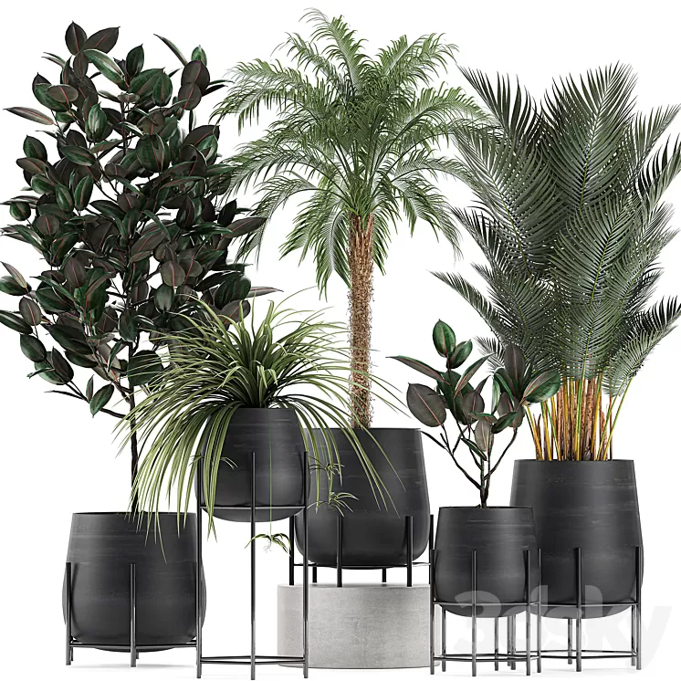 Collection of small plants in black pots on legs with Date palm ficus Chlorophytum Abidjan. Set 627. 3D Model