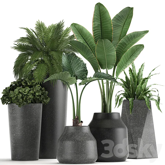 Collection of small plants in black pots with Banana palm. asplenium. alocasia. Set 825 3DModel