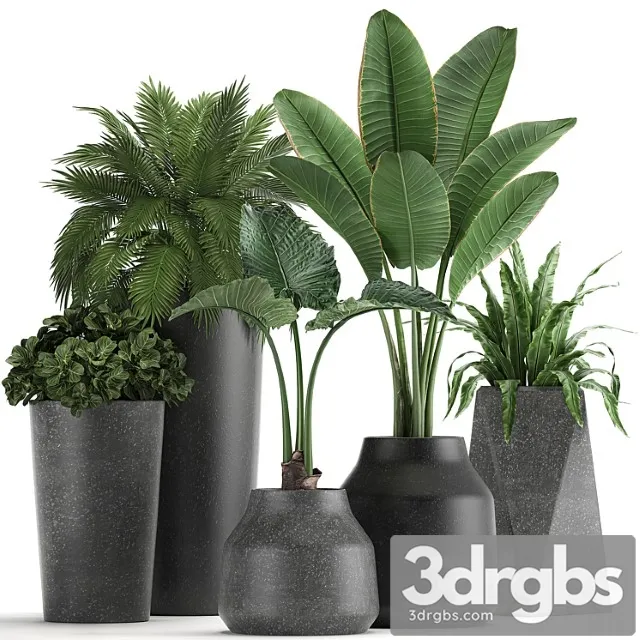 Collection of small plants in black pots with banana palm, asplenium, alocasia. set 825 Collection of small plants in black pots with banana palm, asplenium, alocasia. set 825