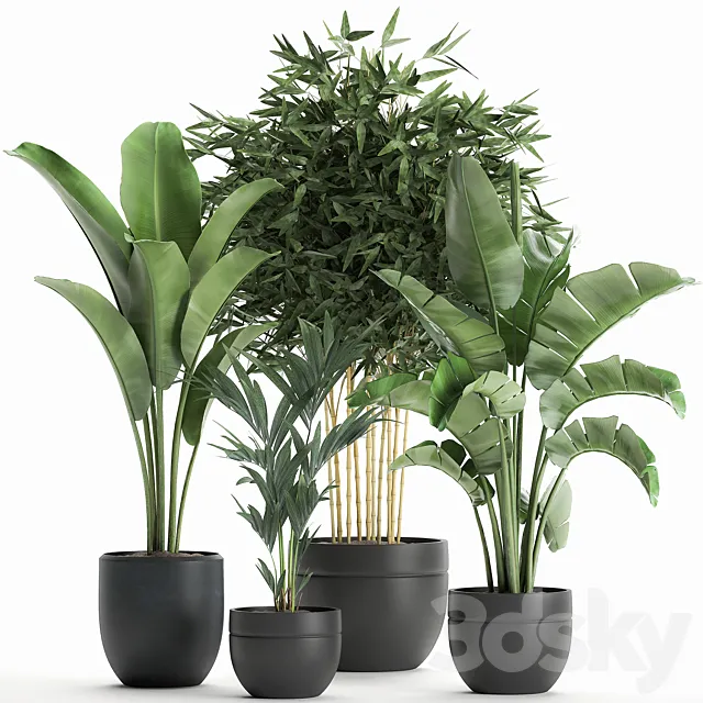 Collection of small plants in black pots with Banana palm bamboo bush strelitzia ravenala. Set 586. 3D Model Collection of small plants in black pots with Banana palm bamboo bush strelitzia ravenala. Set 586. 3D Model