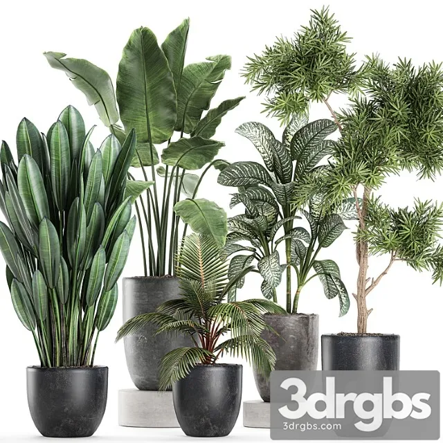 Collection of Small Plants in Black Pots with Banana Palm Dieffenbachia Tree Set 757 3D Model Download