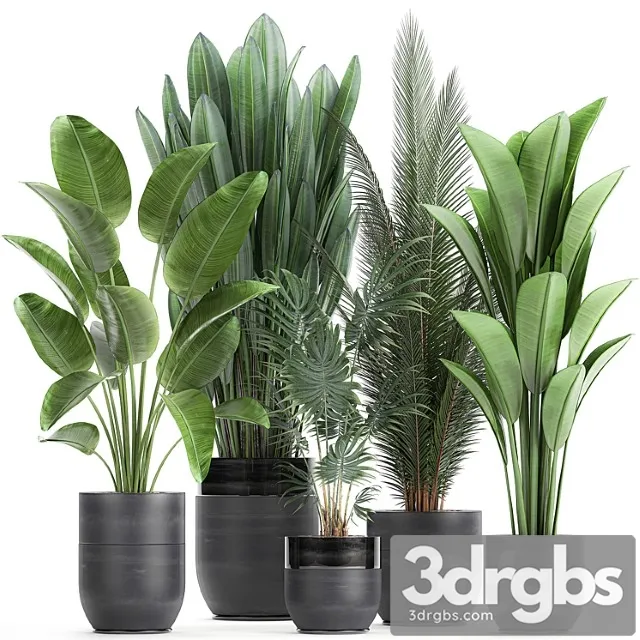Collection of small plants in black pots with strelitzia, banana, coconut palm, hovea. set 726. Collection of small plants in black pots with strelitzia, banana, coconut palm, hovea. set 726.