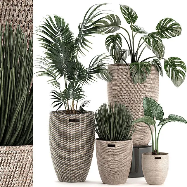 Collection of small plants in decorative baskets pots Set 570 3D Model Collection of small plants in decorative baskets pots Set 570 3D Model