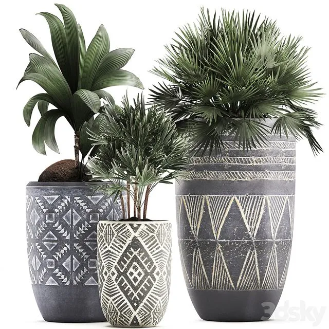 Collection of small plants in ethnic aged pots with coconut nutsifera fan palm Rhapis . Set 475 3D Model Collection of small plants in ethnic aged pots with coconut nutsifera fan palm Rhapis . Set 475 3D Model