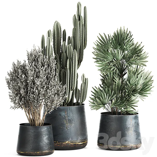 Collection of small plants in luxury pots with Cactus palm olive tree Rapeseed Raphis Cereus. Set 870. 3D Model