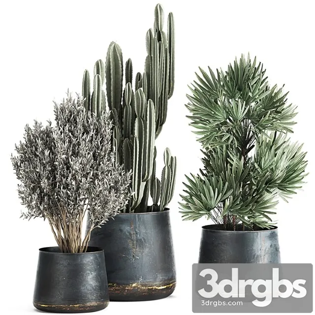 Collection of small plants in luxury pots with cactus, palm, olive, tree, rapeseed, raphis, cereus. set 870. Collection of small plants in luxury pots with cactus, palm, olive, tree, rapeseed, raphis, cereus. set 870.