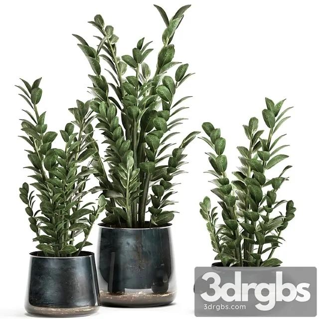 Collection of small plants in luxury pots with zamiokulkas flower, money tree. set 872. Collection of small plants in luxury pots with zamiokulkas flower, money tree. set 872.