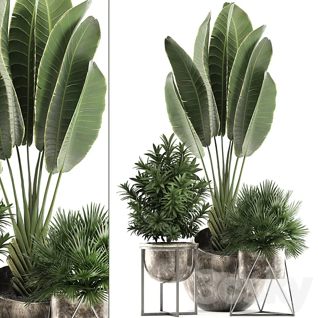 Collection of small plants in modern luxury round pots with Ravenala pot palm hamerops dracaena. Set 471. 3D Model Collection of small plants in modern luxury round pots with Ravenala pot palm hamerops dracaena. Set 471. 3D Model