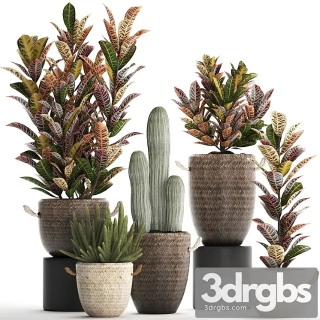 Collection of small plants in modern rattan baskets with croton tree, cactus, sansevieria cylindrical. set 433. Collection of small plants in modern rattan baskets with croton tree, cactus, sansevieria cylindrical. set 433.