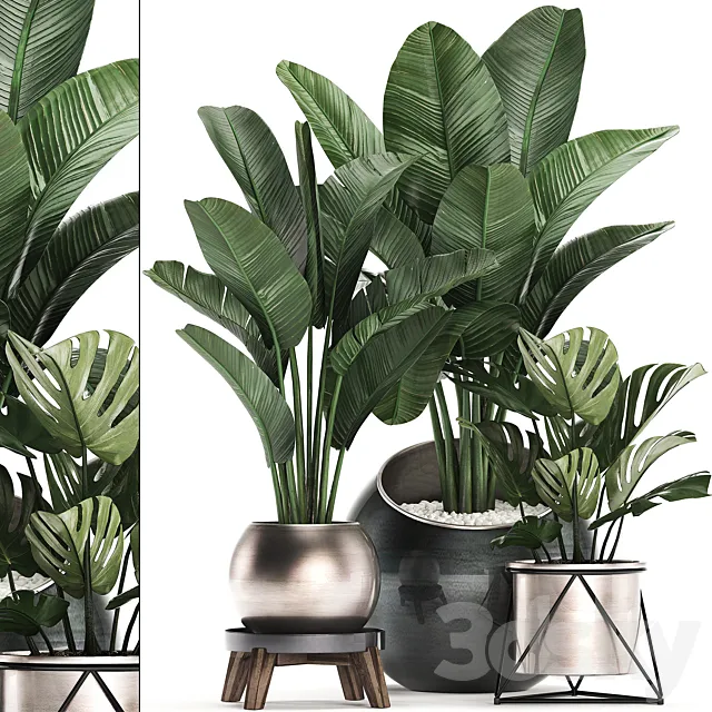 Collection of small plants in modern round pots with Banana palm. strelitzia. monstera. luxury. Set 465. 3DModel