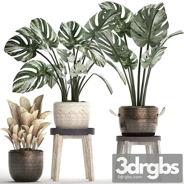 Collection of small plants in modern stylish glossy pots rattan baskets with monstera variegated, luxury. set 450. Collection of small plants in modern stylish glossy pots rattan baskets with monstera variegated, luxury. set 450.