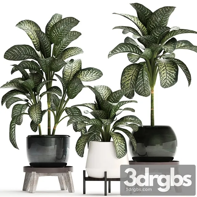 Collection of small plants in modern stylish round pots on legs with diffenbachia, luxury. set 452. Collection of small plants in modern stylish round pots on legs with diffenbachia, luxury. set 452.
