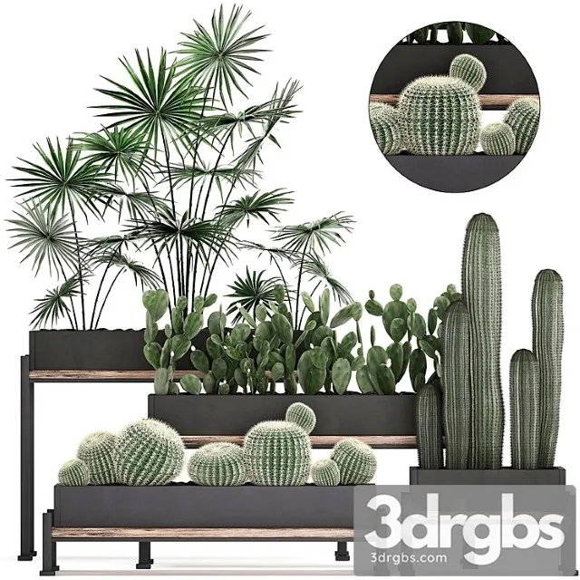 Collection of small plants in potted flower beds on legs with fan palm, cactus, prickly pear, carnegie, barrel cactus. set 462. Collection of small plants in potted flower beds on legs with fan palm, cactus, prickly pear, carnegie, barrel cactus. set 462.