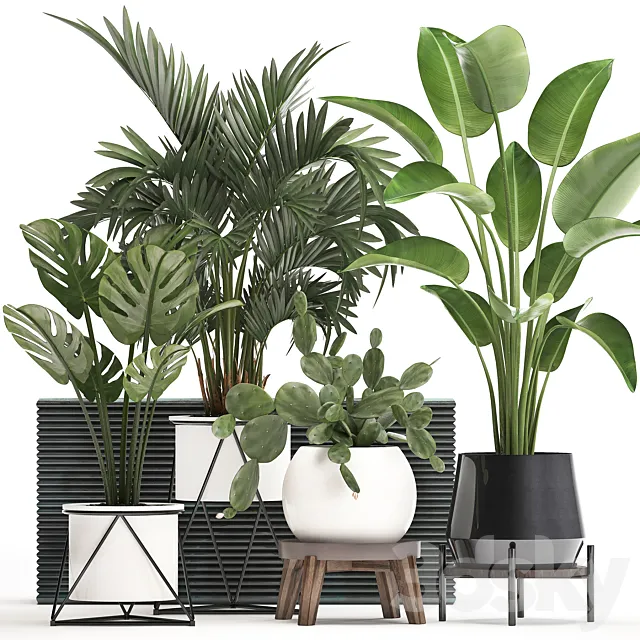 Collection of small plants in white modern pots with prickly pear cactus banana palm monstera strelitzia. Set 448. 3D Model