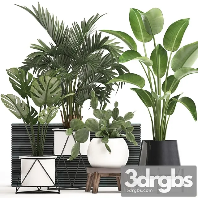 Collection of small plants in white modern pots with prickly pear cactus, banana palm, monstera, strelitzia. set 448. Collection of small plants in white modern pots with prickly pear cactus, banana palm, monstera, strelitzia. set 448.