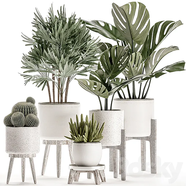 Collection of small plants in white pots on legs with monstera raspis palm cactus Barrel cactus. Set 509. 3D Model Collection of small plants in white pots on legs with monstera raspis palm cactus Barrel cactus. Set 509. 3D Model