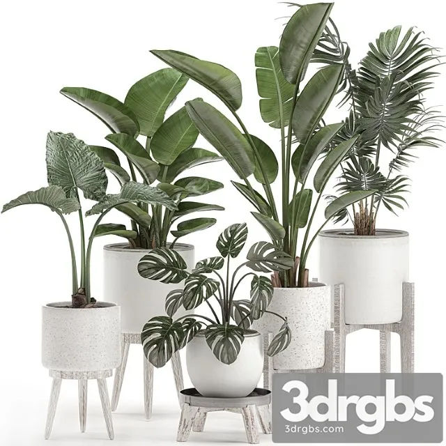 Collection of small plants in white pots on legs with strelitzia, banana palm, hovea, monstera, alokasia. set 557. Collection of small plants in white pots on legs with strelitzia, banana palm, hovea, monstera, alokasia. set 557.