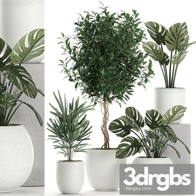 Collection of small plants in white pots with monstera flower, rapeseed, benjamin ficus tree. set 670. Collection of small plants in white pots with monstera flower, rapeseed, benjamin ficus tree. set 670.