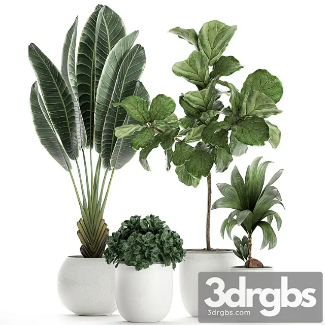Collection of small plants in white pots with ravenala, ficus lyrata tree, nutsifera coconut, strelitzia. set 666. Collection of small plants in white pots with ravenala, ficus lyrata tree, nutsifera coconut, strelitzia. set 666.