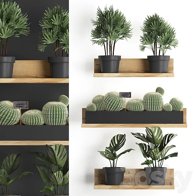 Collection of small plants vertical gardening wooden shelf with flowers in pots with Cactus. monstera. Raphis palm. Set 51. 3DModel Collection of small plants vertical gardening wooden shelf with flowers in pots with Cactus. monstera. Raphis palm. Set 51. 3DModel
