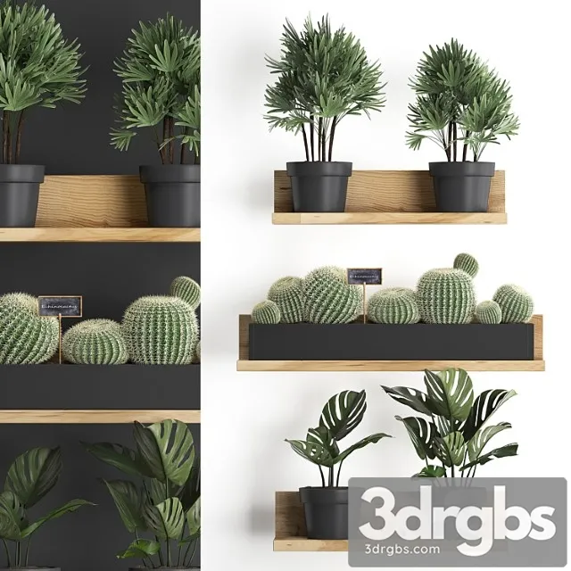 Collection of small plants vertical gardening wooden shelf with flowers in pots with cactus, monstera, raphis palm. set 51. Collection of small plants vertical gardening wooden shelf with flowers in pots with cactus, monstera, raphis palm. set 51.