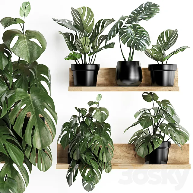 Collection of small plants wooden shelf with flowers in pots with a beautiful monstera bush. Set 403. 3D Model