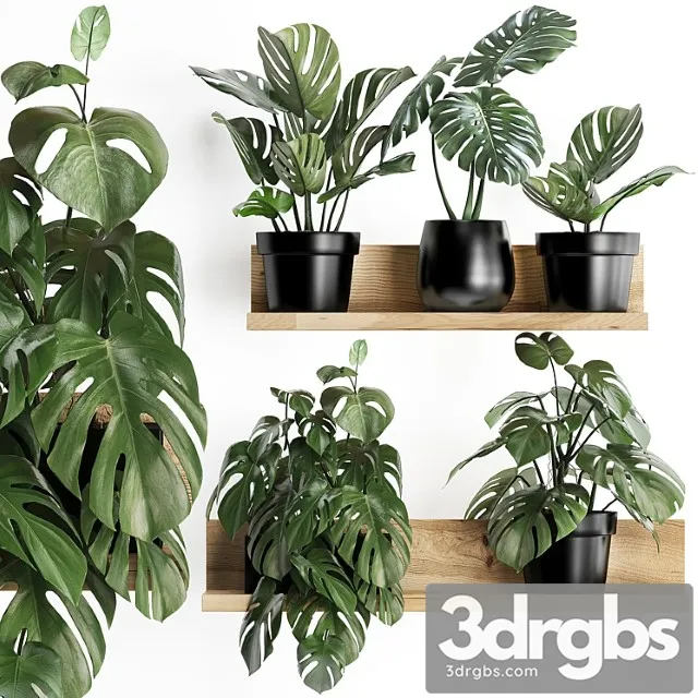 Collection of small plants wooden shelf with flowers in pots with a beautiful monstera bush. set 403. Collection of small plants wooden shelf with flowers in pots with a beautiful monstera bush. set 403.