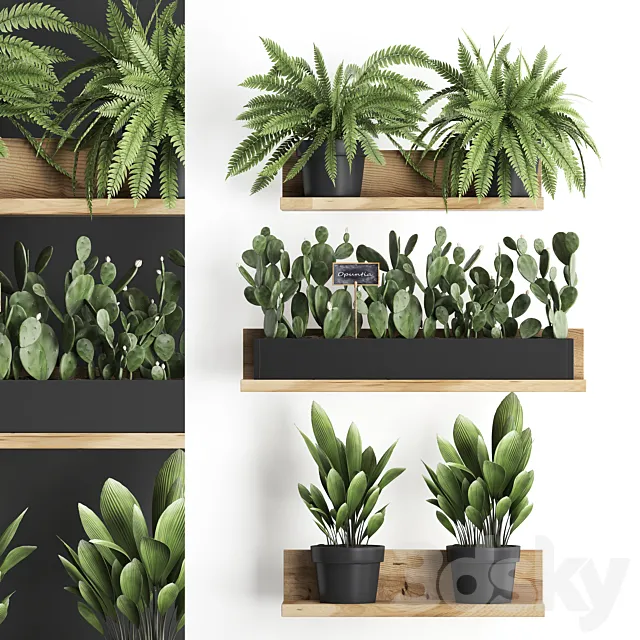 Collection of small plants wooden shelf with flowers in pots with cactus. fern bush. prickly pear. Set 398. 3DModel Collection of small plants wooden shelf with flowers in pots with cactus. fern bush. prickly pear. Set 398. 3DModel