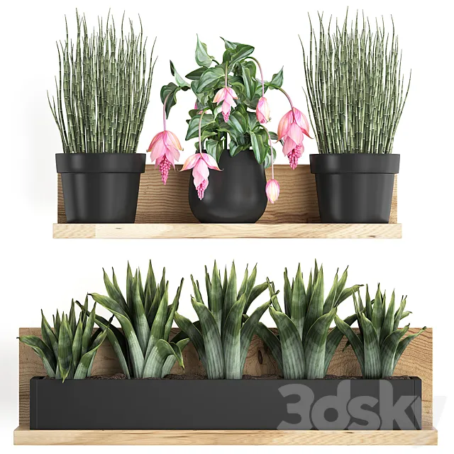 Collection of small plants wooden shelf with pink flowers in pots with bromelia horsetail Medinilla. Set 404. 3D Model
