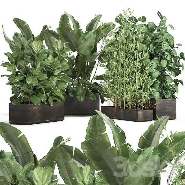 Collection of thickets of plants in metal pots with Strelitzia flowerbed bamboo ficus monstera banana. Set 993 3D Model Collection of thickets of plants in metal pots with Strelitzia flowerbed bamboo ficus monstera banana. Set 993 3D Model