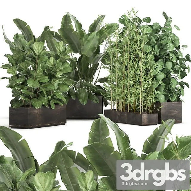 Collection of thickets of plants in metal pots with strelitzia, flowerbed, bamboo, ficus, monstera, banana. set 993 Collection of thickets of plants in metal pots with strelitzia, flowerbed, bamboo, ficus, monstera, banana. set 993