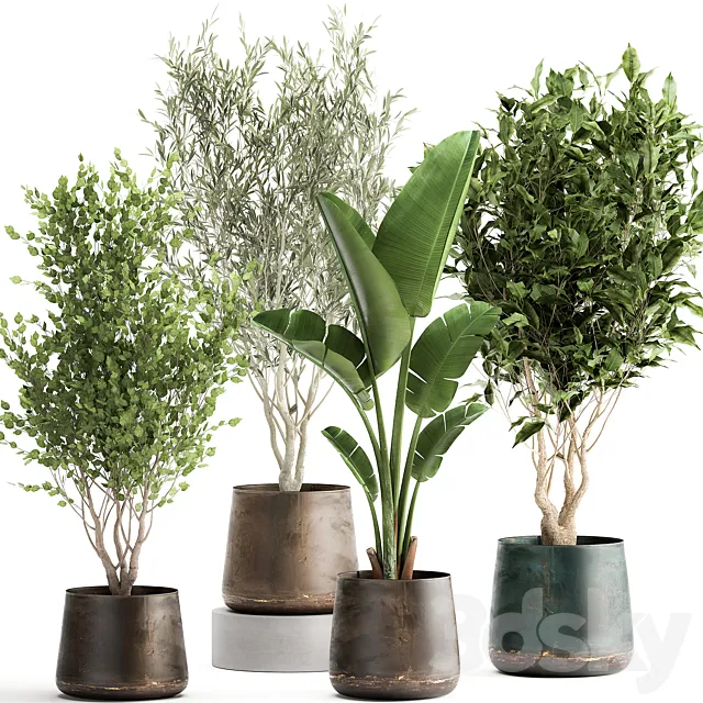 Collection of tree plants in outdoor metal rusty pots Banana palm . Set 949. 3D Model Collection of tree plants in outdoor metal rusty pots Banana palm . Set 949. 3D Model