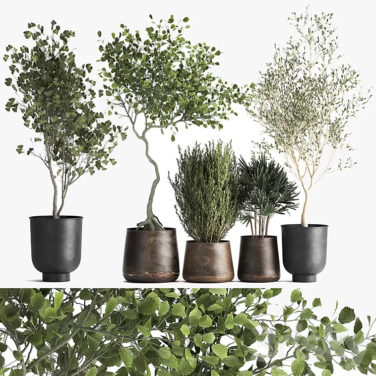 Collection of trees in black metal pots with Olive Ginkgo. Set 1034. 3D Model Free Download